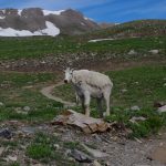 Hike Timp See Goats