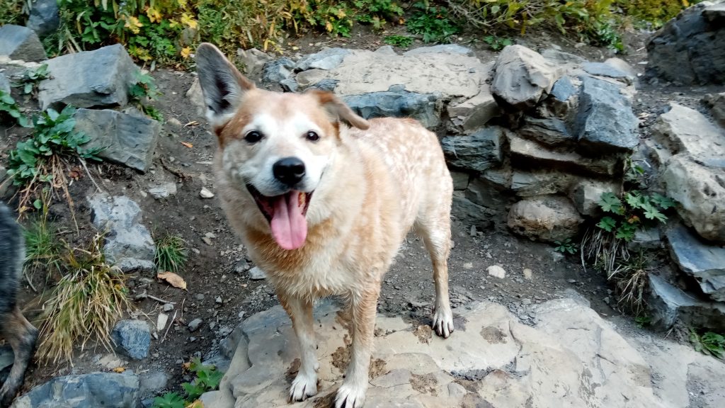CBD Oil used on dog